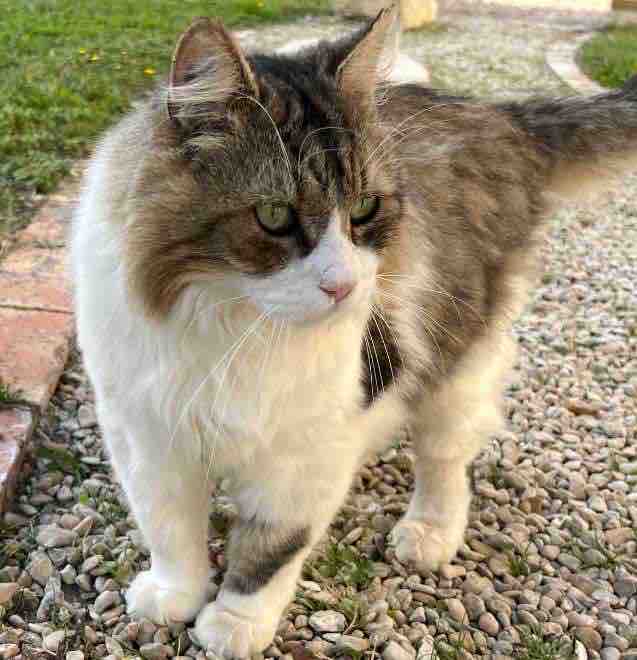 Gîte en touraine animaux